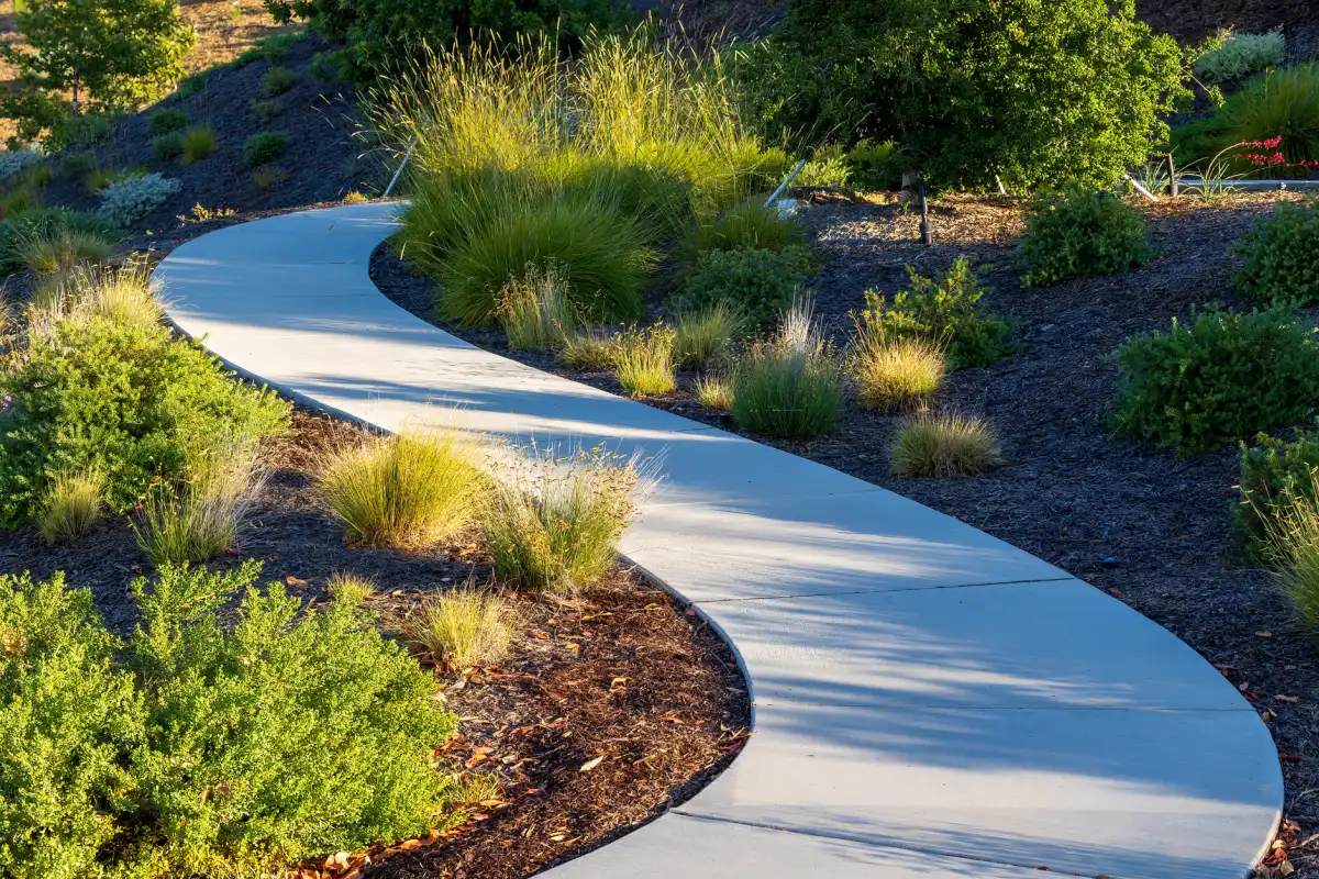 A smooth concrete walkway curving in a long S-bend through landscaped planting beds of ornamental grasses and shrubs.